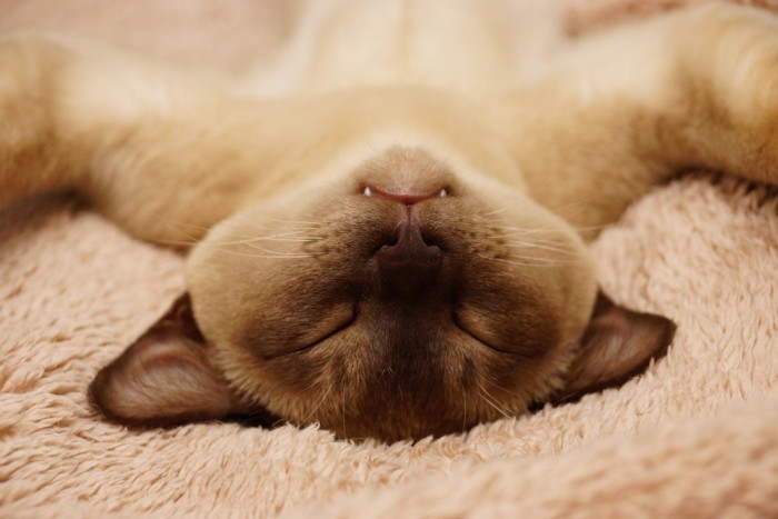 仰向けで寝る猫