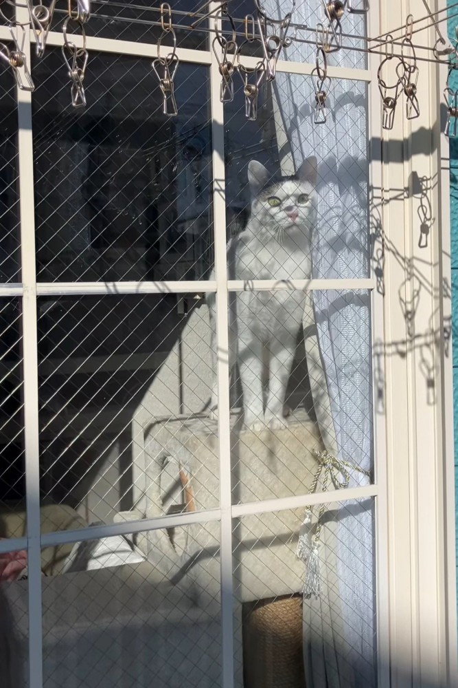 キャットタワーの高いところに乗った猫