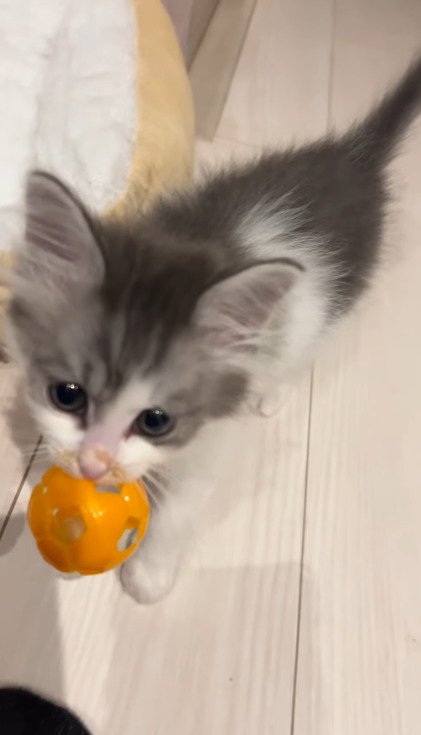 飼い主の目の前に来たわさびくん