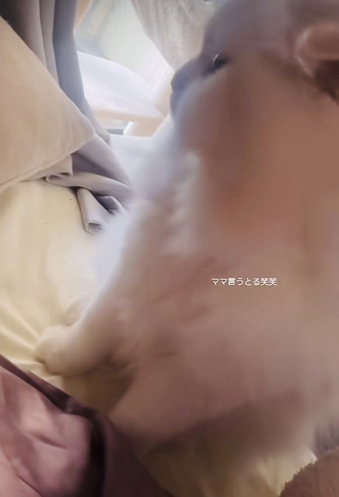 ベッドの上でママを探すスコティッシュフォールド