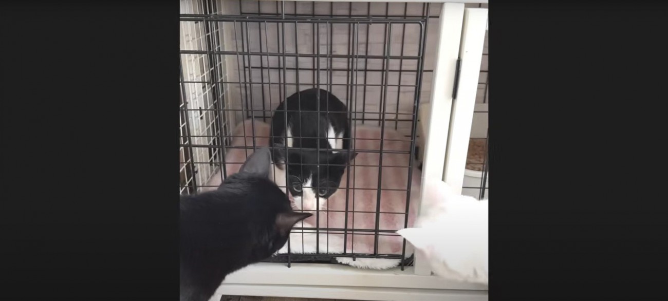 ケージの中の猫と外にいる2匹の猫たち