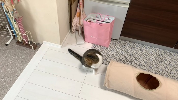 振り向いて玄関を見る猫