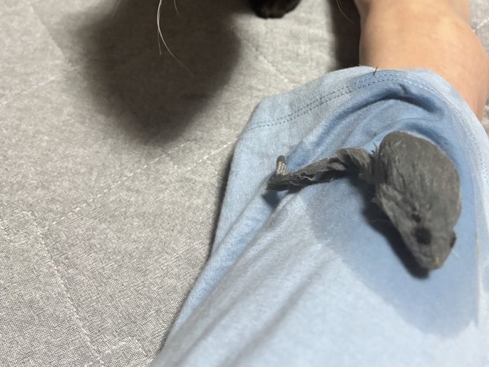 濡れたパジャマとネズミのおもちゃ