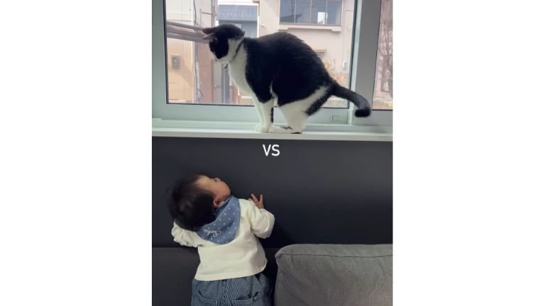 猫と赤ちゃん