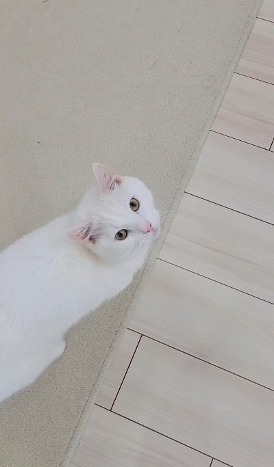 飼い主を見上げながら歩く猫%