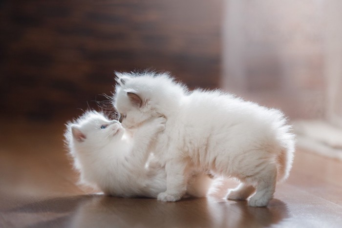 じゃれる2匹の子猫
