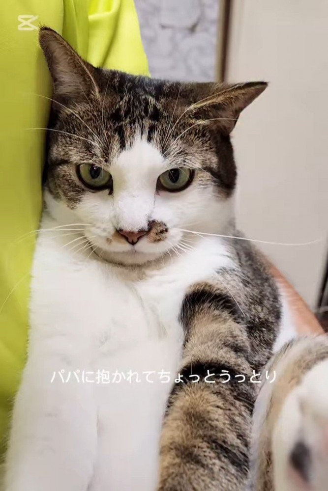 抱っこされ前を見る猫