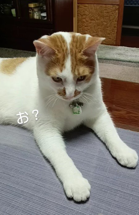 両手を伸ばしている茶白猫