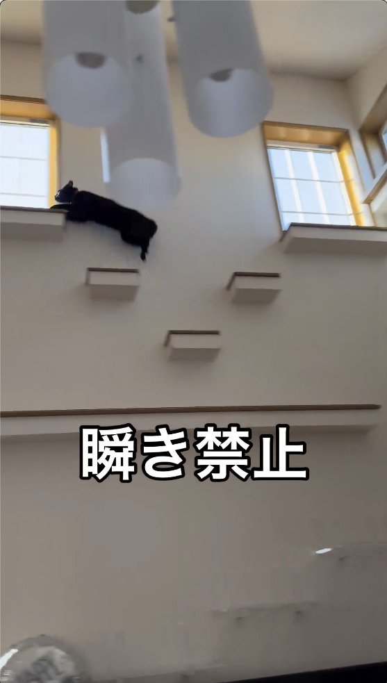 一番高い場所まで駆け上がる猫