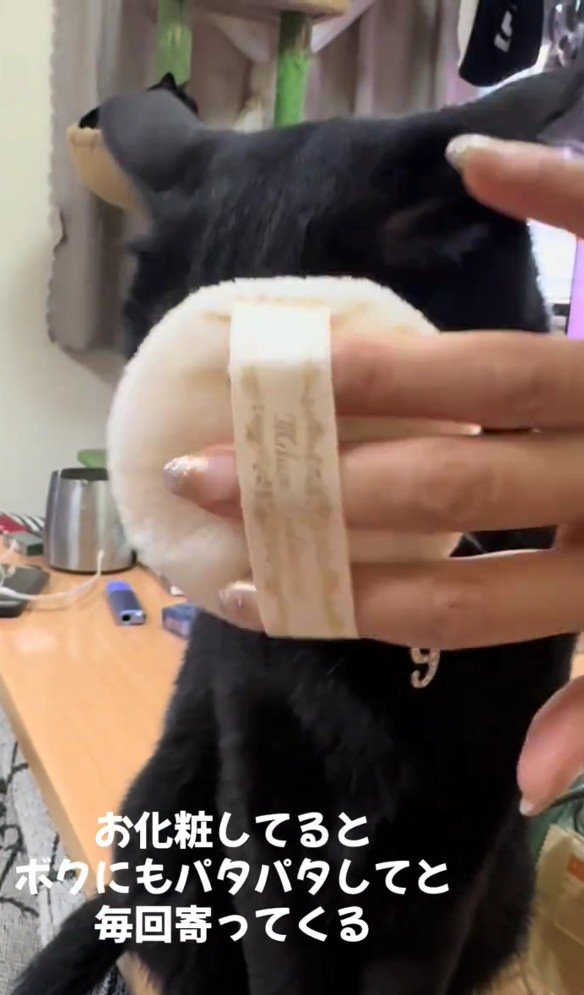 パフでパタパタされているナイトくん