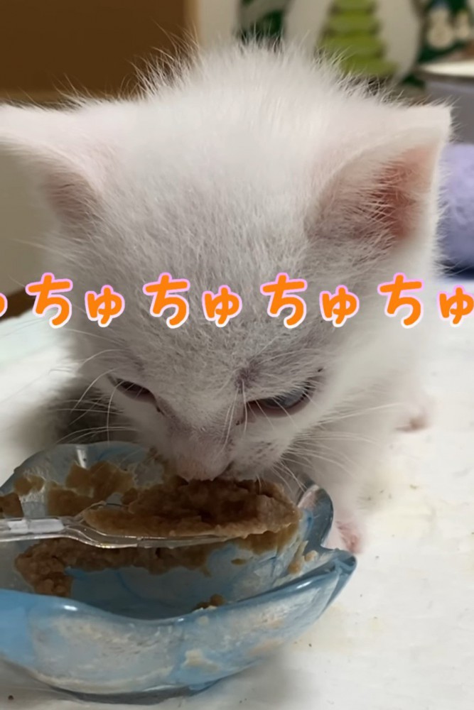 離乳食を食べる子猫