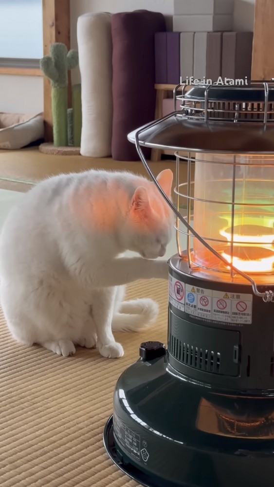 毛づくろいする猫の写真1