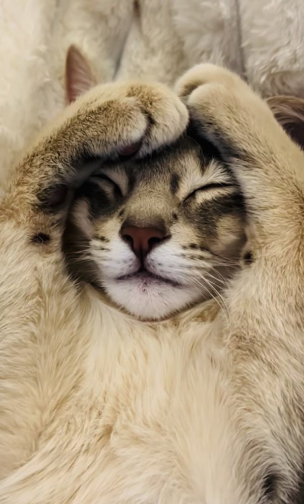 毛布の上で眠るアビシニアン