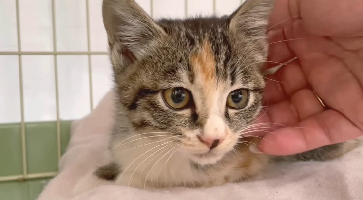 撫でられる子猫