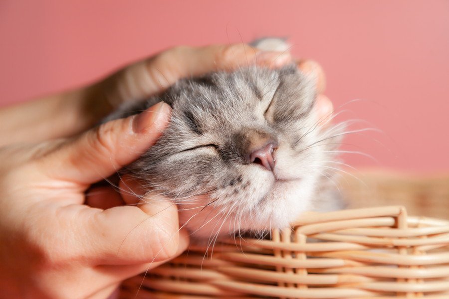人間になでられ、うれしそうな子猫