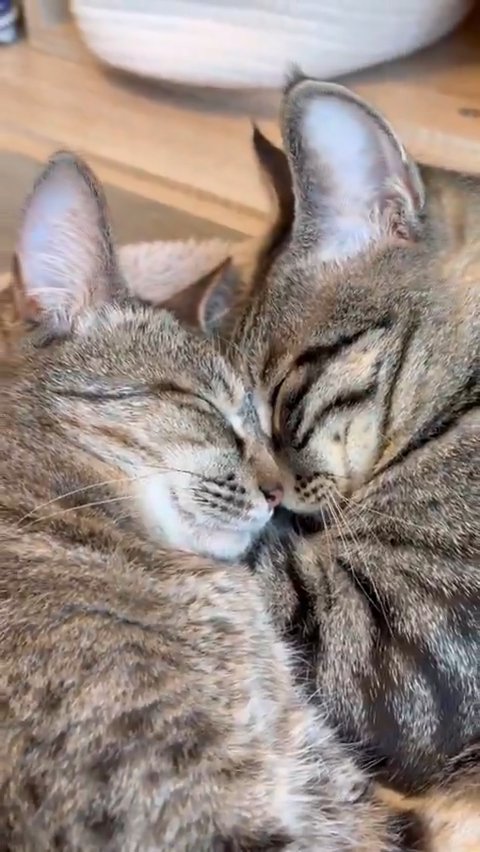 おでこをくっつける猫たち