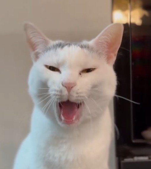 あくびする猫の顔アップ