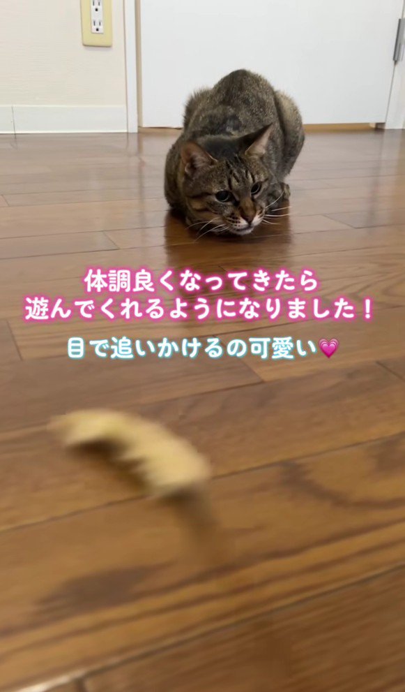 おもちゃを見る猫