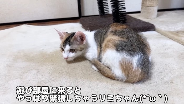 小さくなる子猫