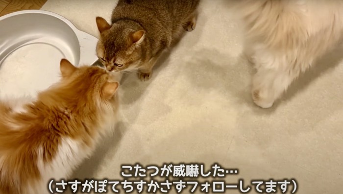 2匹の猫が鼻を付き合わしている。