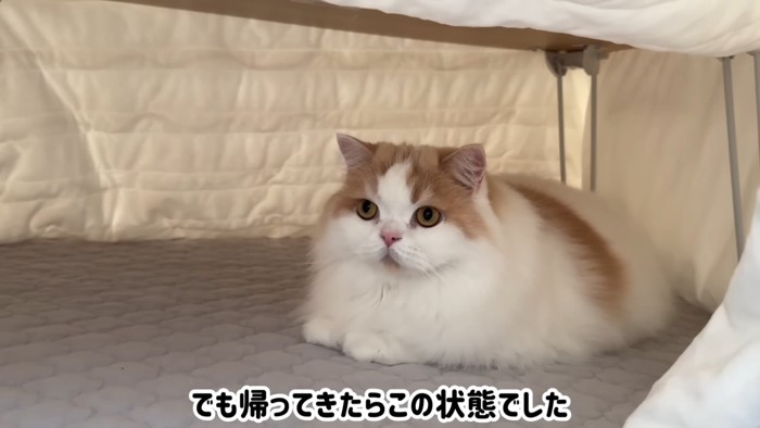 コタツの中でまったりする猫