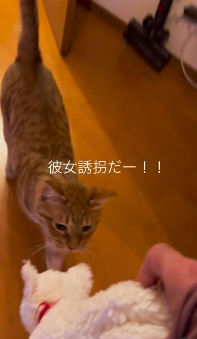 ぬいぐるみを追いかける猫