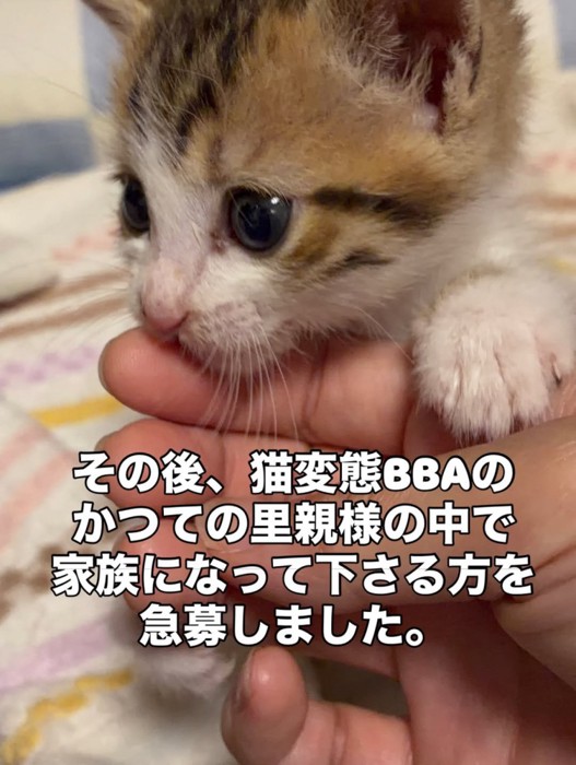 人の手に前足を乗せる子猫
