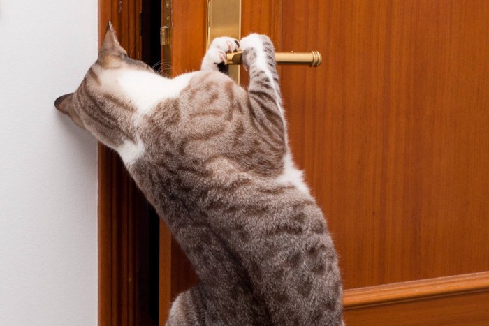 ドアノブによじ登って開けようとする猫