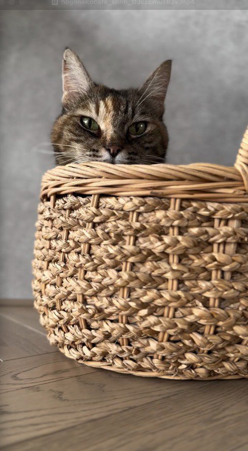 カゴの中から顔を出す麦わら猫