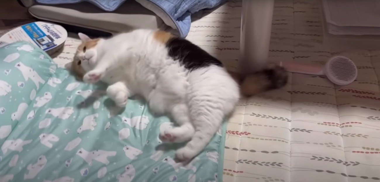 横になっている猫