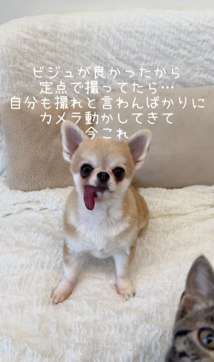 座っている犬と覗く猫の顔
