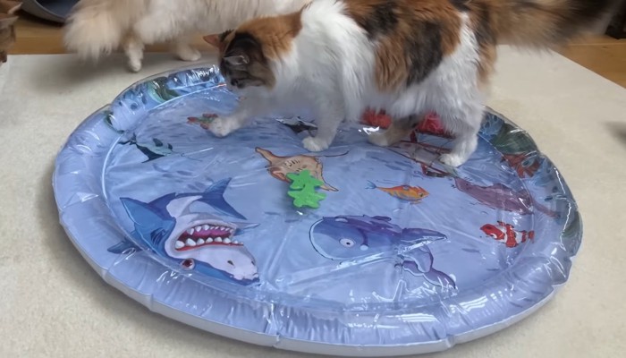 カキカキするうなぎちゃん