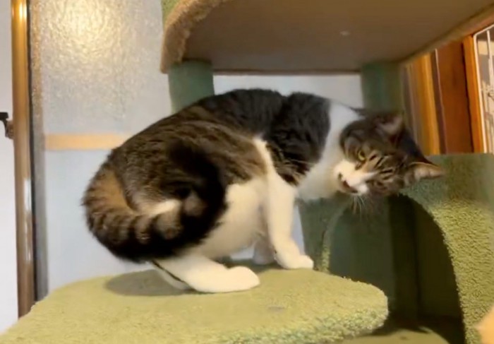 寝転がろうとする猫