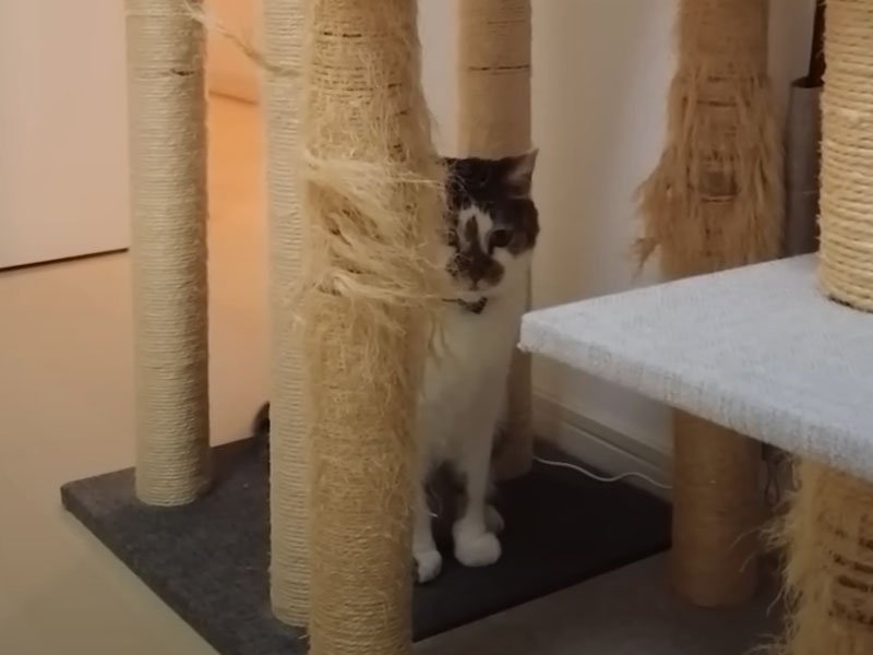 キャットタワーの下の猫