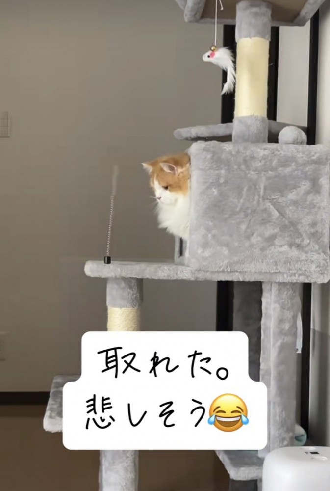 壊れたおもちゃを見つめるミヌエット