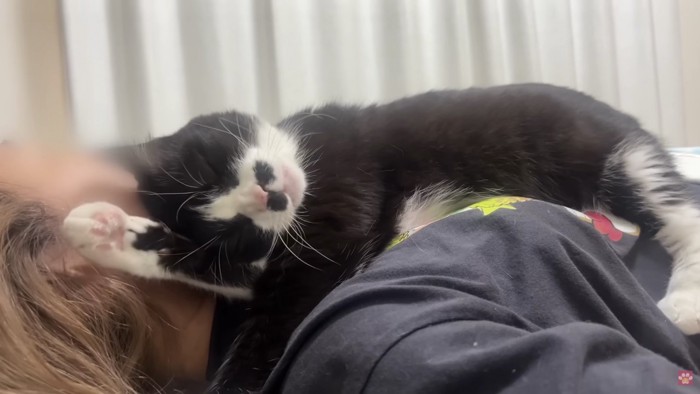 毛づくろいするくろまめちゃん