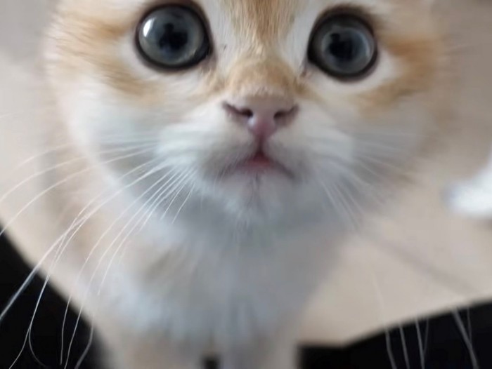 カメラ目線で膝の上に乗った子猫