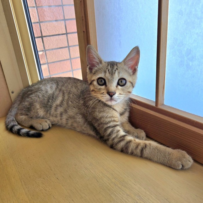 カメラ目線の子猫