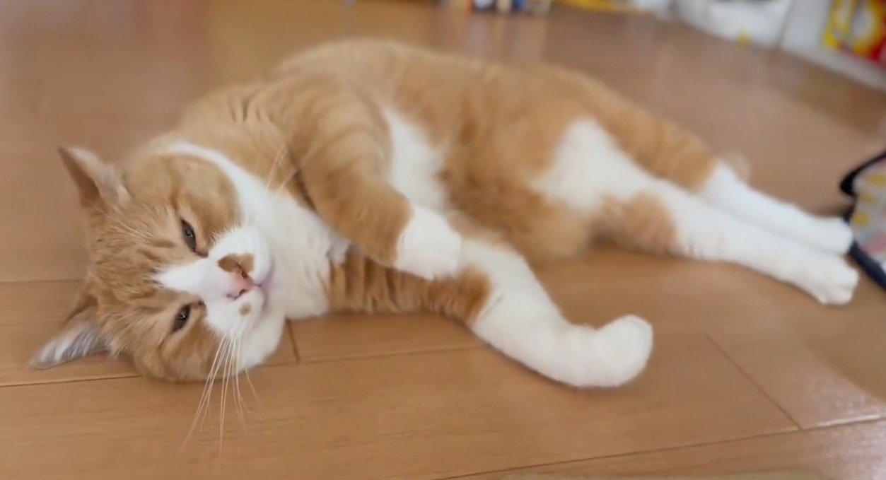 前足を動かしながら目を閉じる猫