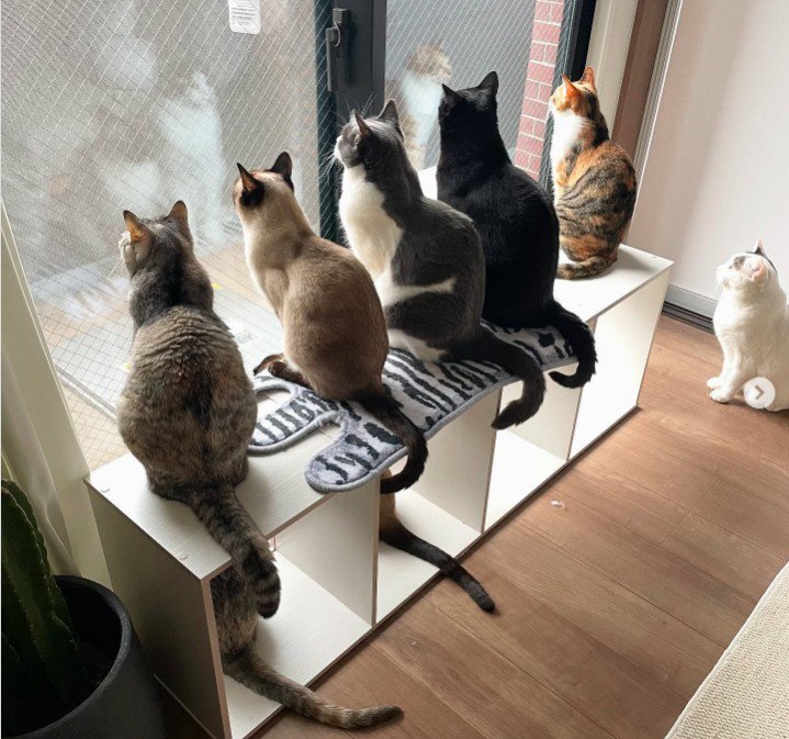 窓際にいる8匹の猫
