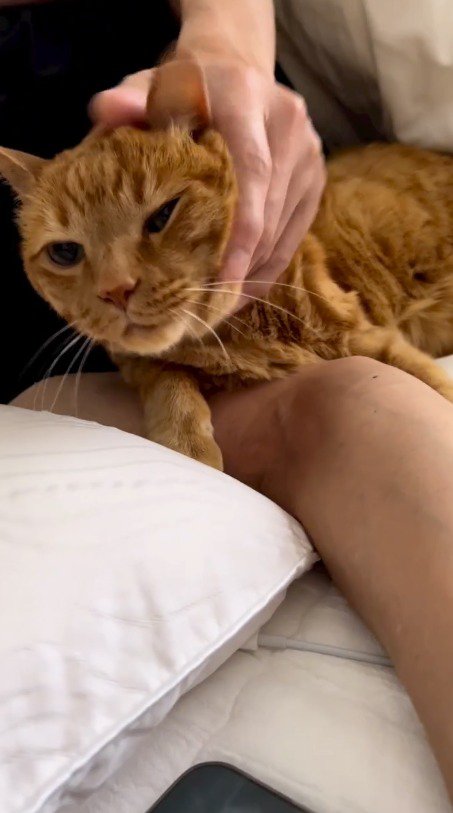男性に顔を撫でられる猫
