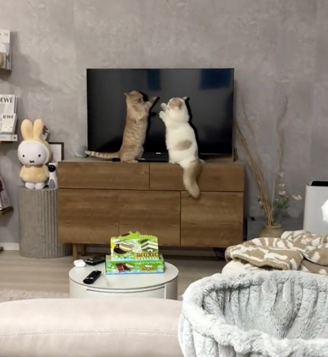 腕を伸ばす2匹の猫