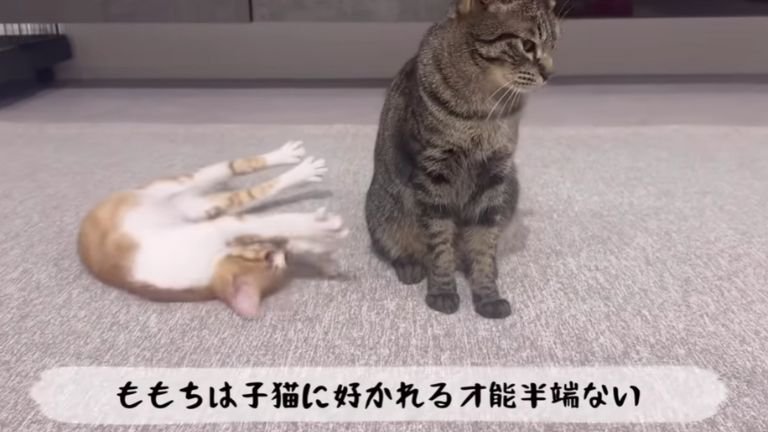 成猫と子猫