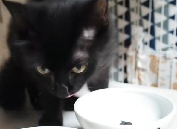 ごはんを食べるアルバくん