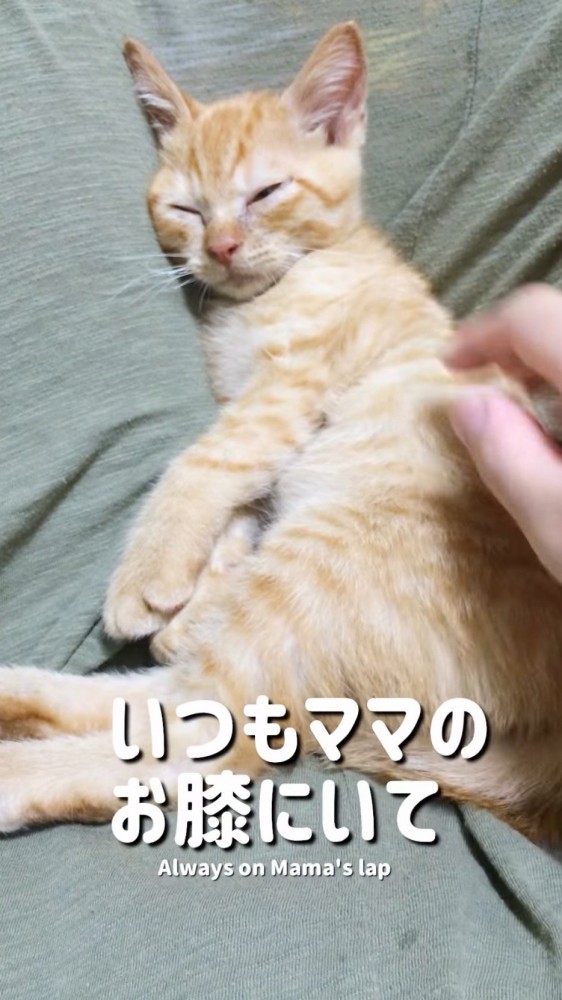 女性の膝の上で眠る子猫