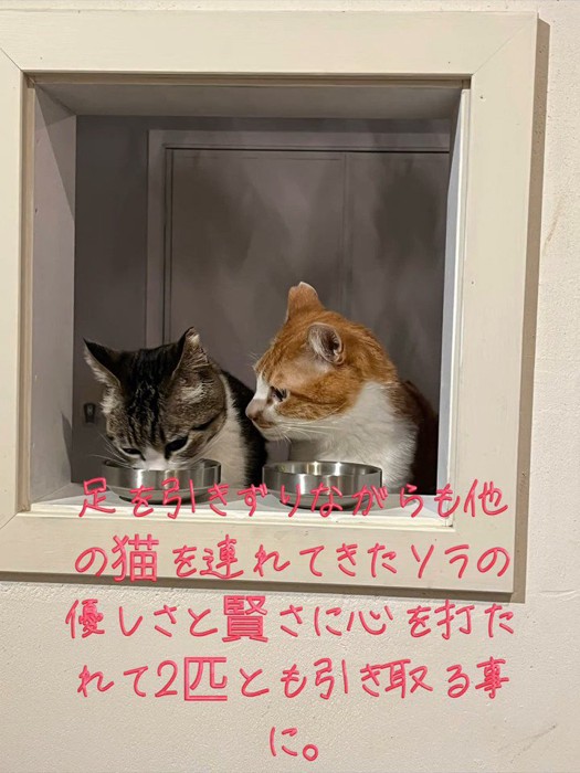 ごはんを食べる2匹の猫