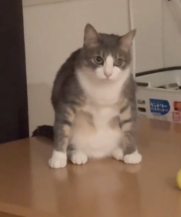 気まずそうな猫