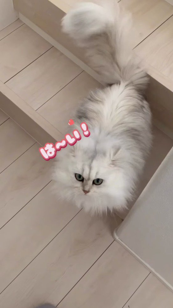 ママを見上げる猫