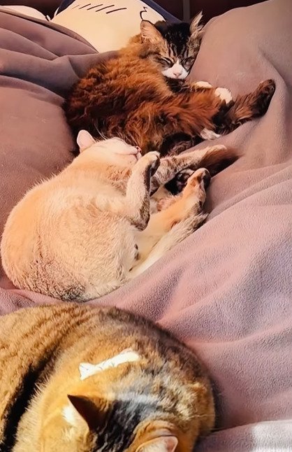 ベッドに寝る3匹の猫たち