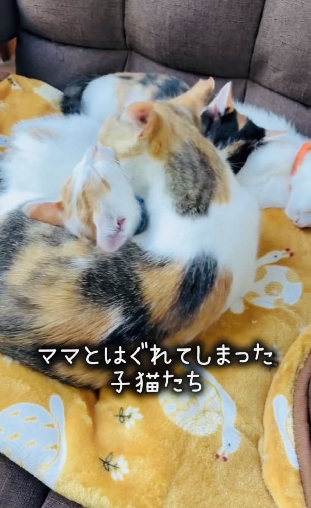 眠る3匹の子猫と子猫をグルーミングする三毛猫